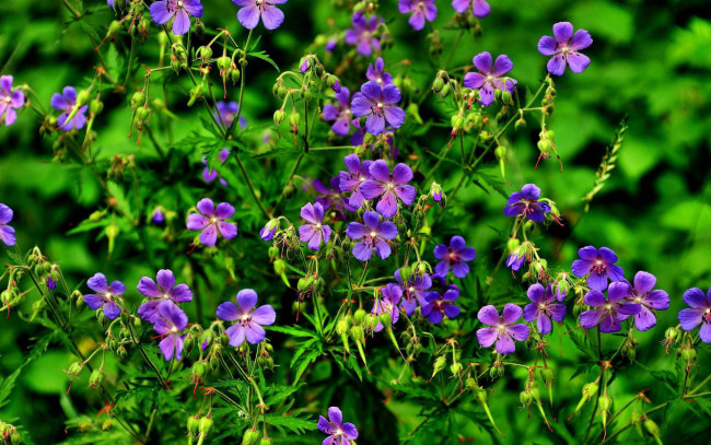 Обои картинки фото цветы, герань, сиреневый