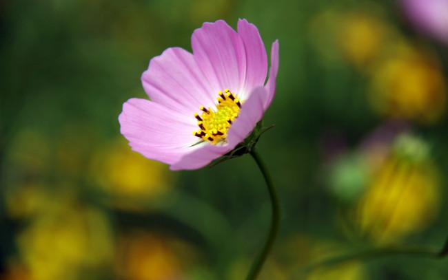 Обои картинки фото цветы, космея, розовый