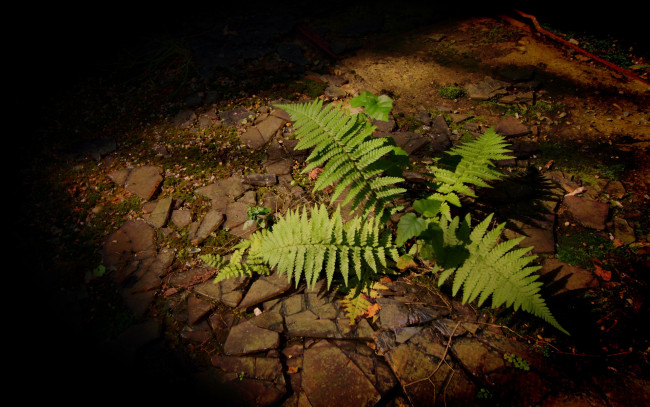 Обои картинки фото fern, природа, листья, папоротник, стена