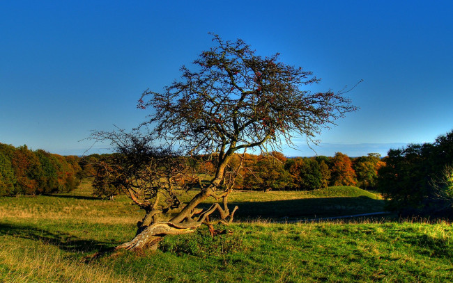 Обои картинки фото old, apple, tree, природа, деревья, яблоня, старая