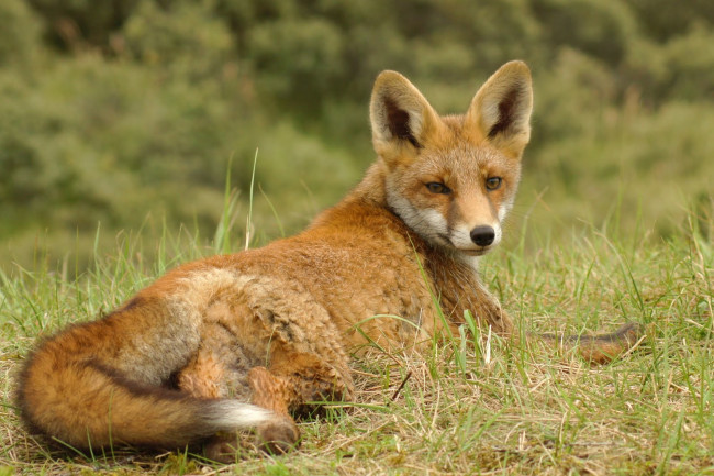 Обои картинки фото животные, лисы, взгляд, трава, лиса