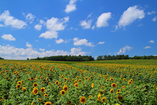 Обои картинки фото цветы, подсолнухи, облака, небо