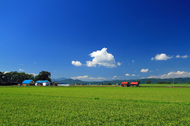 Обои картинки фото природа, поля, поле