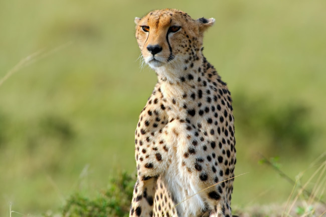 Обои картинки фото животные, гепарды, африка, саванна, гепард, смотрит