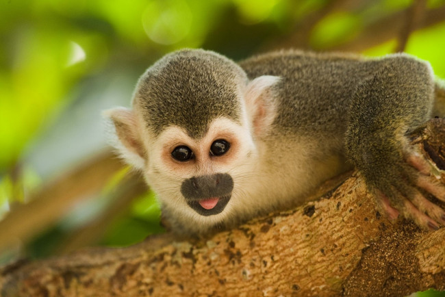 Обои картинки фото животные, обезьяны, обезьяна