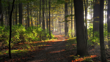 Картинка природа дороги