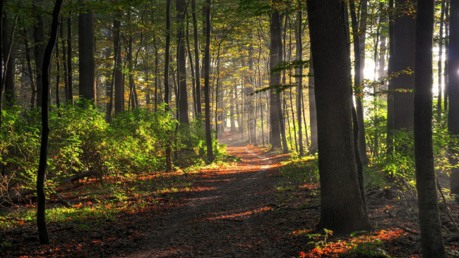 Обои картинки фото природа, дороги