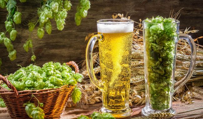 Обои картинки фото еда, напитки, пиво, бокалы, хмель, корзина, колосья