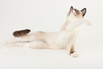 Картинка животные коты фон лапки изгибы взгляд уши кошка