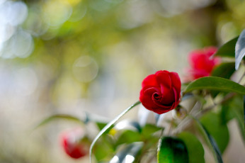 Картинка цветы камелии листья цветок ветка цветение бутон красная камелия