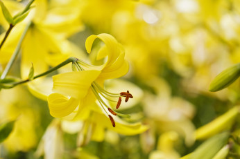 Картинка цветы лилии+водяные +нимфеи +кувшинки цветение желтая лилия