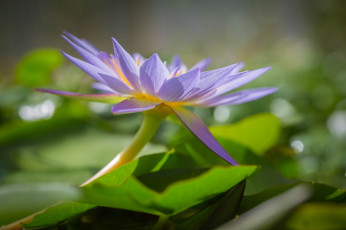 Картинка цветы лилии+водяные +нимфеи +кувшинки кувшинка листья