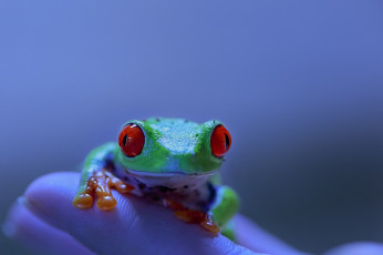 Картинка животные лягушки лягушка