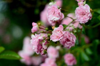 Картинка цветы розы листья розовые