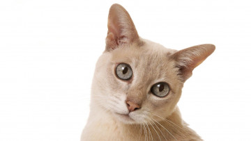 Картинка животные коты взгляд