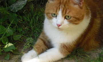 Картинка животные коты взгляд