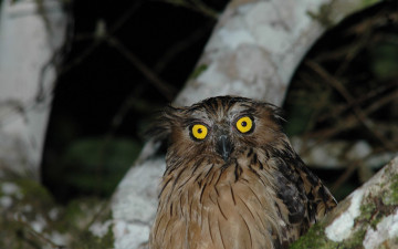 Картинка животные совы глаза