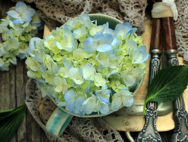 Обои картинки фото цветы, гортензия, лепестки, чашки