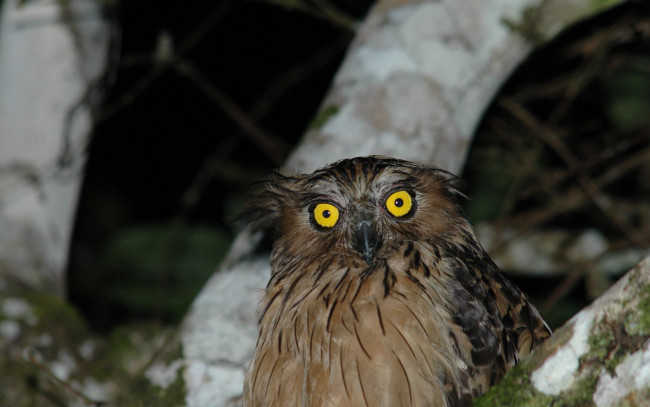 Обои картинки фото животные, совы, глаза