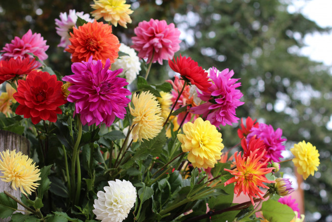 Обои картинки фото цветы, георгины, цветение