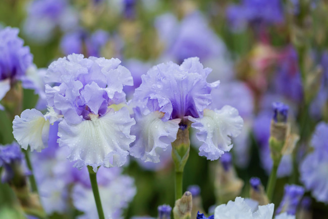 Обои картинки фото цветы, ирисы, капли, голубые