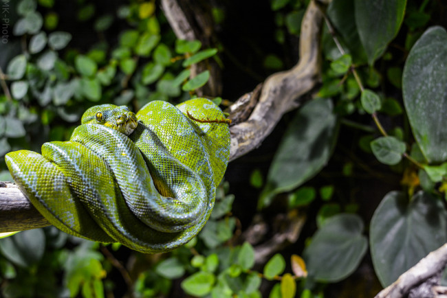 Обои картинки фото животные, змеи,  питоны,  кобры, питон, змея, листья, ветка