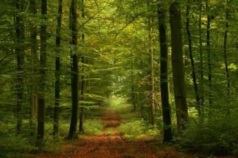 Картинка природа дороги тракт