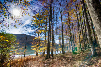 Картинка природа реки озера река лес