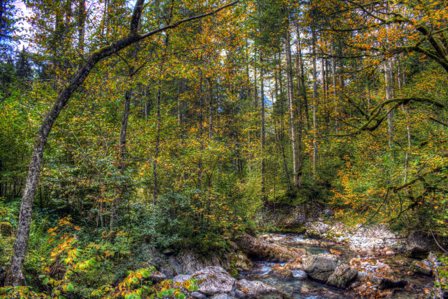 Обои картинки фото природа, лес, деревья