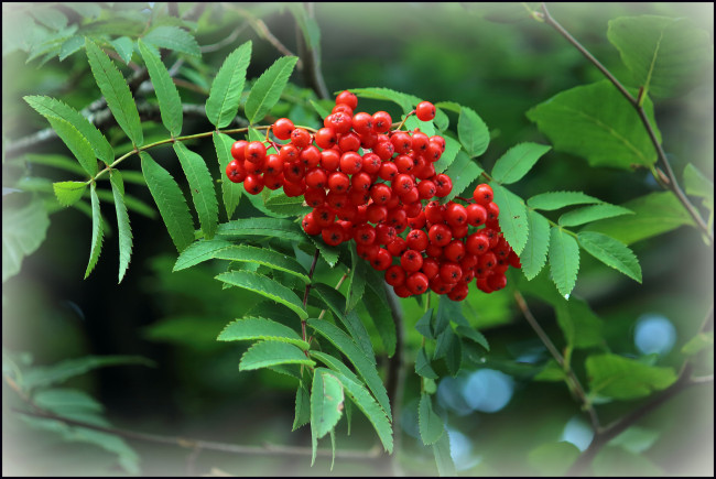 Обои картинки фото природа, Ягоды,  рябина, ягодки