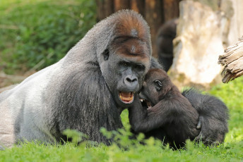 Картинка животные обезьяны природа малыш мама животное большой обезьяна