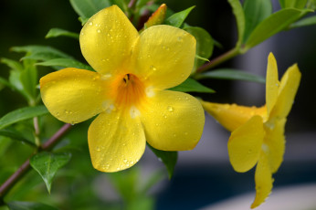 Картинка цветы алламанда цветение желтый цветок ветка листья