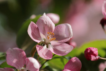 Картинка цветы цветущие+деревья+ +кустарники красота сад цветенье май прогулка природа парк