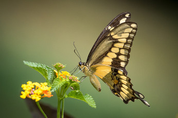 Картинка животные бабочки +мотыльки +моли бабочка