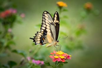 Картинка животные бабочки +мотыльки +моли бабочка