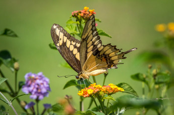 Картинка животные бабочки +мотыльки +моли бабочка