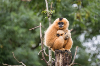 Картинка животные обезьяны пень зоо природа