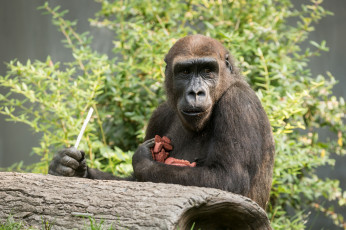 Картинка животные обезьяны животное зоо обезьяна природа