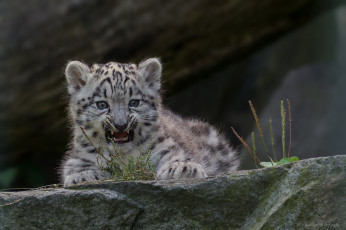 Картинка животные снежный+барс+ ирбис морда кошка снежный барс