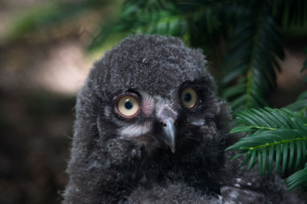 Картинка животные совы птица сова перья окрас