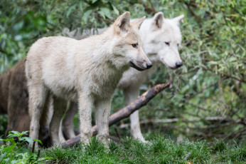 Картинка животные волки +койоты +шакалы природа лес белые