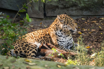 Картинка животные Ягуары мама зоо малыш ягуары семья природа