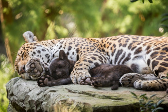 Картинка животные Ягуары взгляд морда кошка ягуар