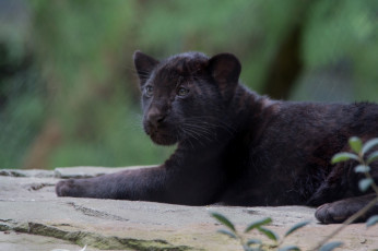 Картинка животные Ягуары животное ягуар отдых природа