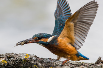 Картинка животные зимородки природа зимородок птица перышки