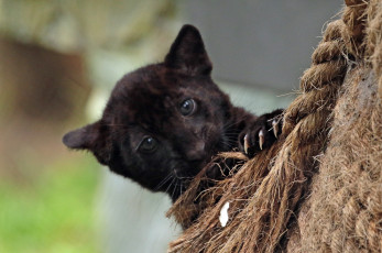 Картинка животные Ягуары отдых животное ягуар природа