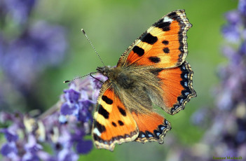 Картинка животные бабочки +мотыльки +моли бабочка