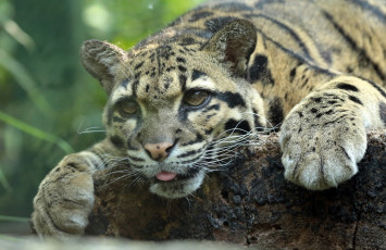 обоя животные, дымчатые леопарды, зоо, природа, отдых, животное