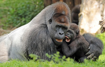 Картинка животные обезьяны мама малыш природа зоо