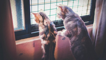 Картинка животные коты двое